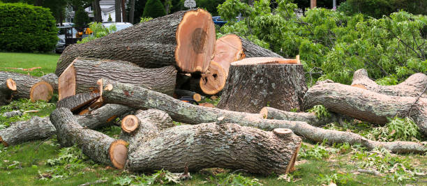 Best Firewood Processing and Delivery  in Little Rock, AR